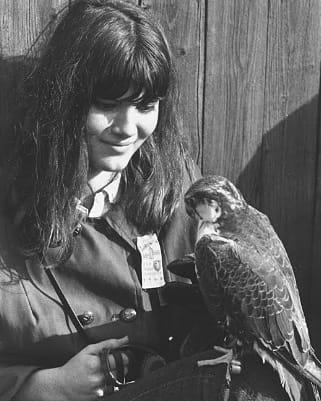 {Original text} Mrs. Donald Cacciatore with her lagger falcon, which scored 1 kill during the Intern